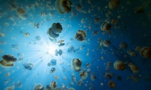 Hồ Sứa, Palau, Nam Thái Bình Dương: Hàng triệu con sứa sống ở hồ này và ăn thịt lẫn nhau. Có thể tới hồ sau khi chèo thuyền khoảng 45 phút từ Koror. Các con sứa trôi nổi trên hồ như những chiếc lồng đèn và tạo ra khung cảnh rất ấn tượng.